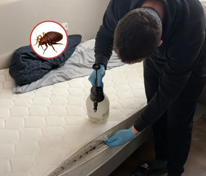 Technicien traitant un matelas contre les punaises de lit à Bobigny